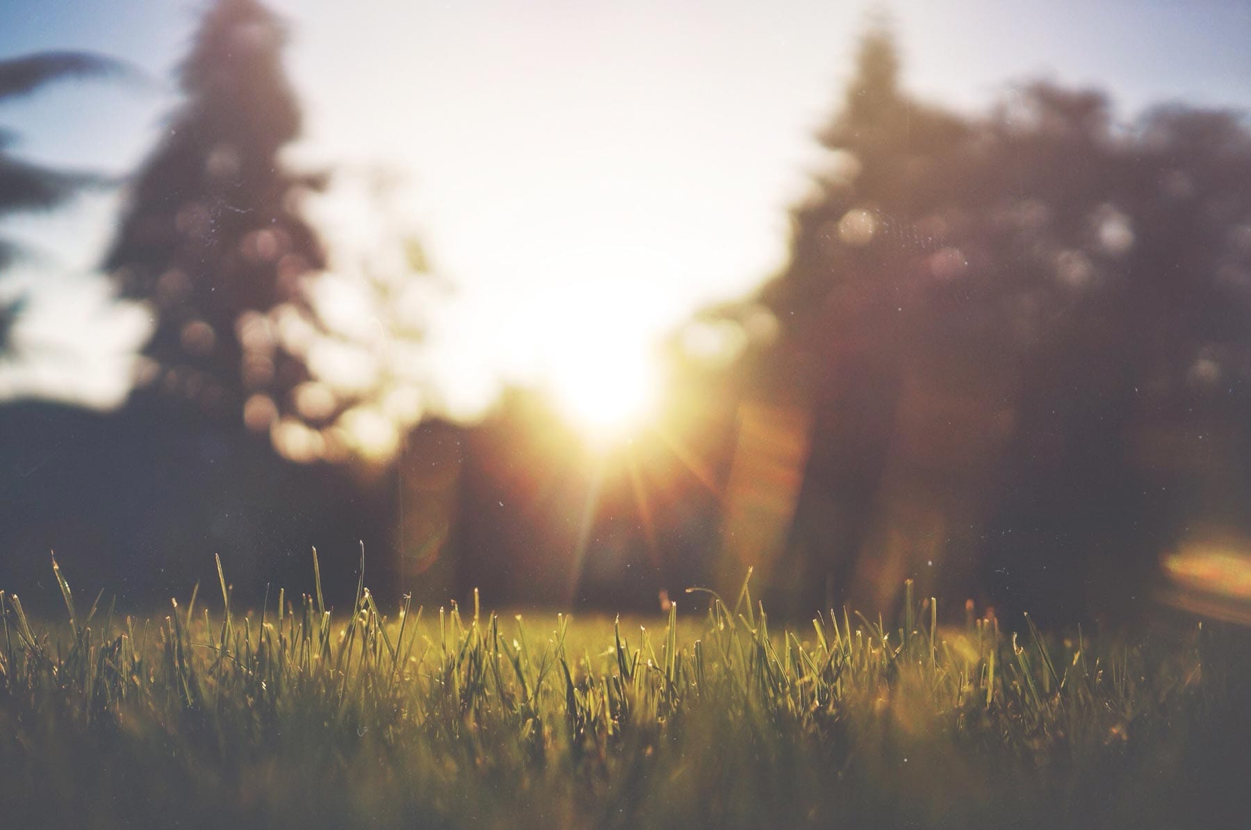 Sunshine out of focus over sharp green blades of grass.